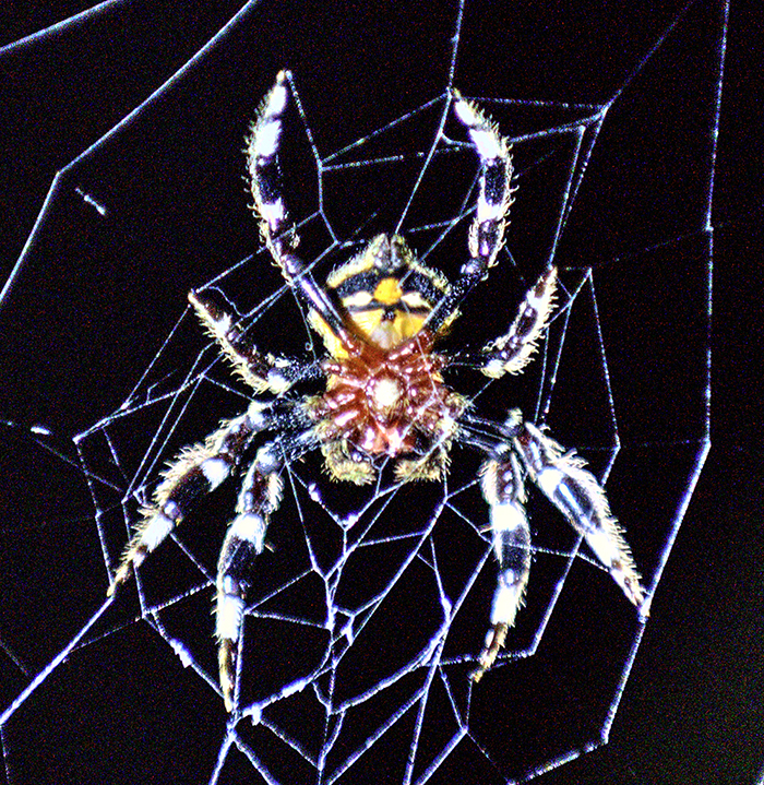 Night spider